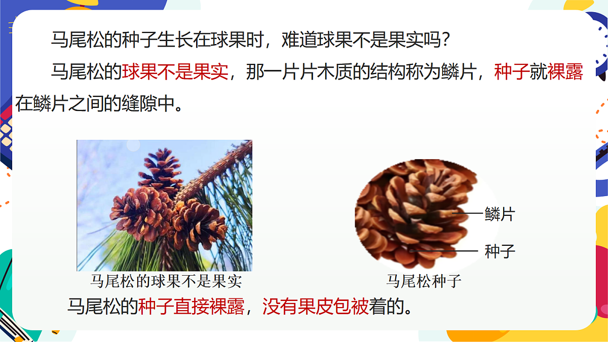 2.2《形形色色的植物》课件 浙教版科学七上第4页