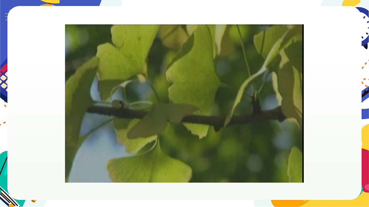 2.2《形形色色的植物》课件 浙教版科学七上第6页