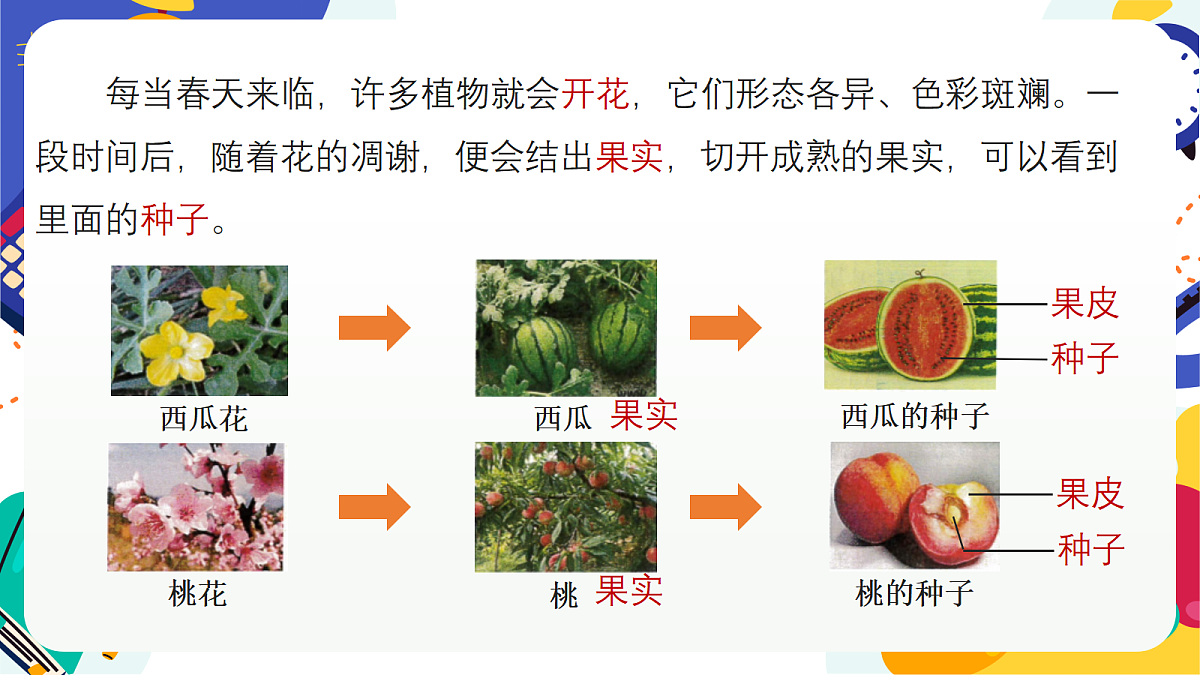 2.2《形形色色的植物》课件 浙教版科学七上第8页