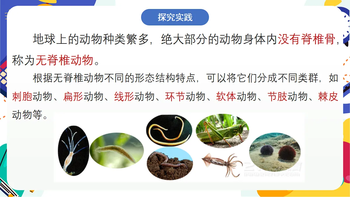 3.1《多姿多彩的动物》课件 浙教版科学七上第3页