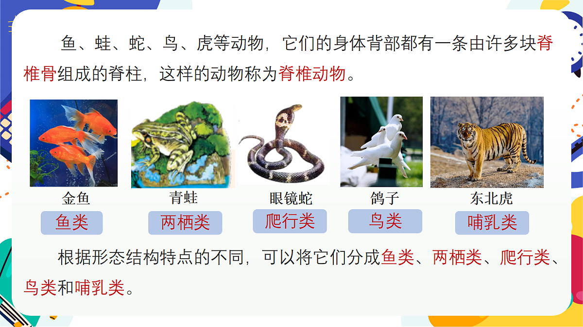 3.2《多姿多彩的动物》课件 浙教版科学七上第4页