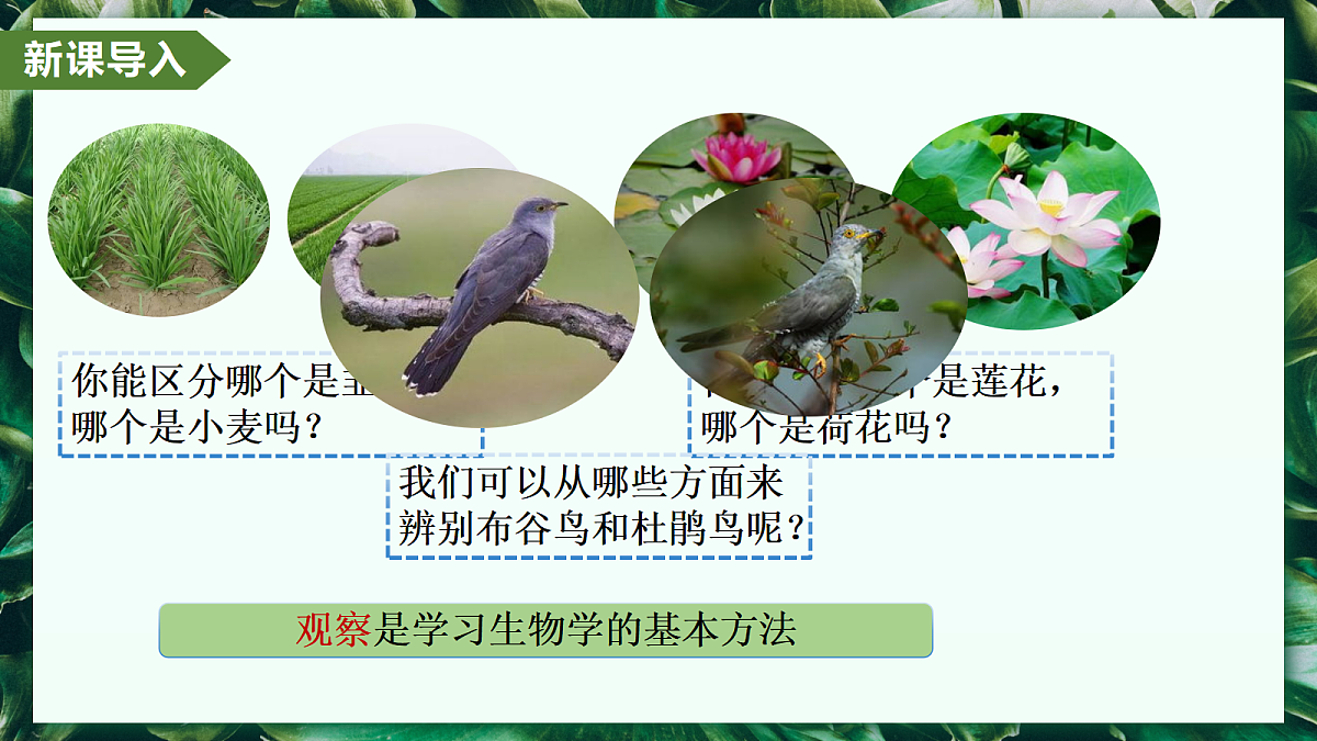 1.1.1 观察周边环境中的生物 - 初中生物七年级上册 同步教学课件(人教版2024)第4页
