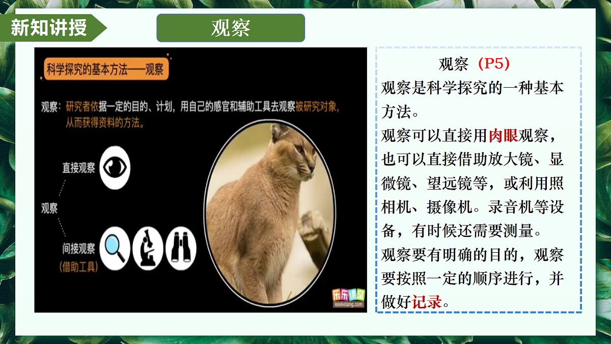 1.1.1 观察周边环境中的生物 - 初中生物七年级上册 同步教学课件(人教版2024)第5页