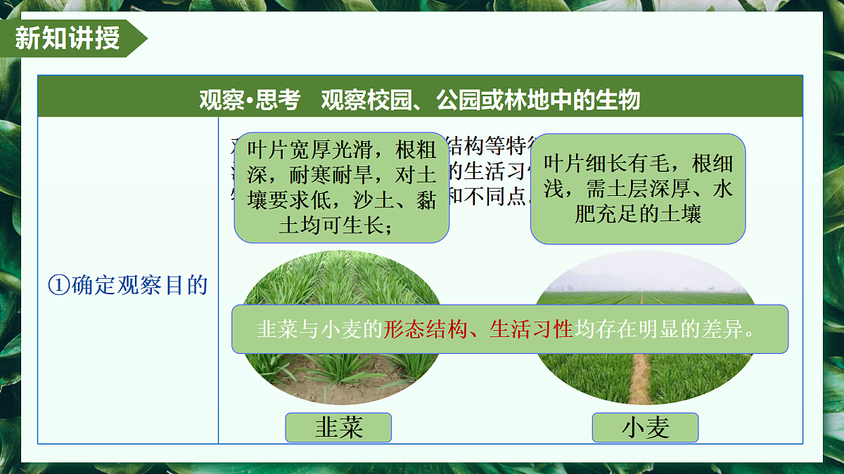 1.1.1 观察周边环境中的生物 - 初中生物七年级上册 同步教学课件(人教版2024)第6页