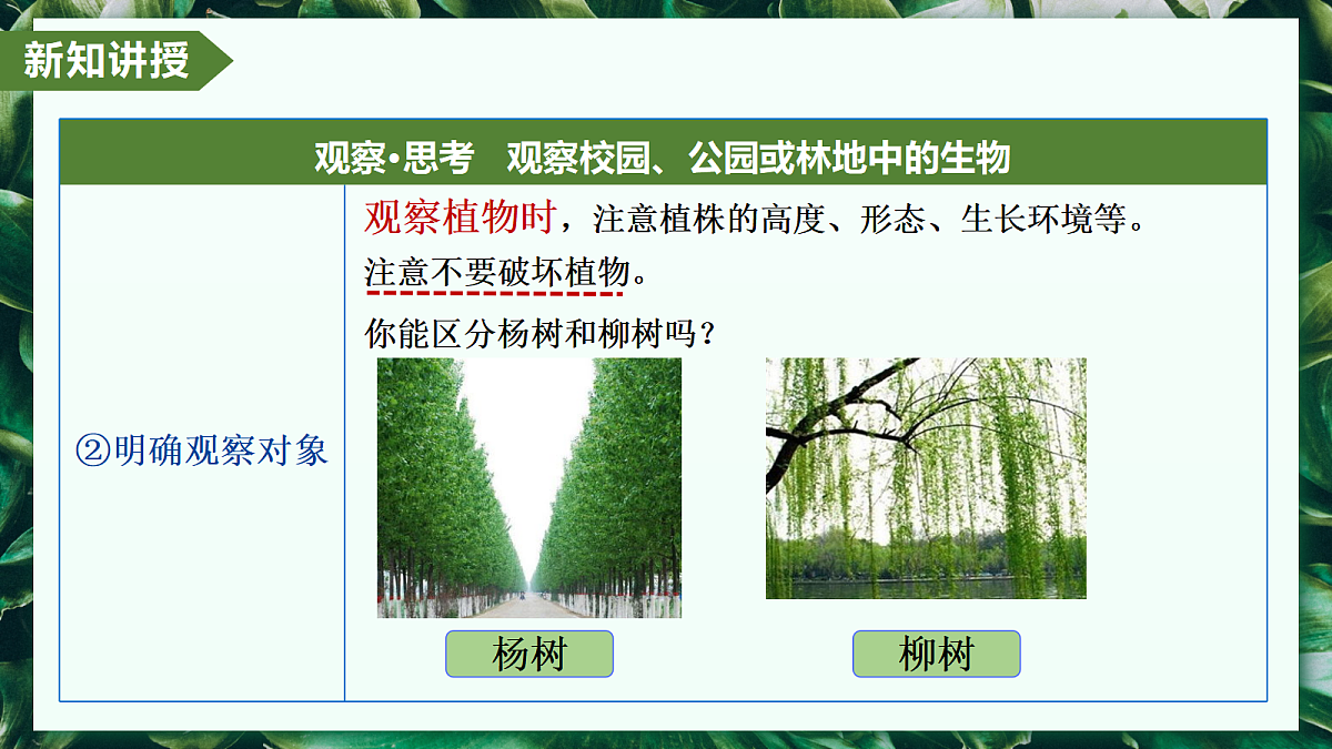 1.1.1 观察周边环境中的生物 - 初中生物七年级上册 同步教学课件(人教版2024)第7页