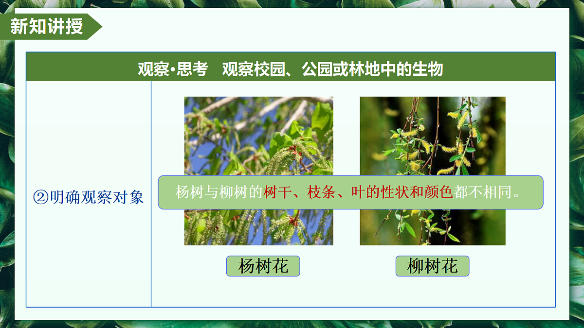 1.1.1 观察周边环境中的生物 - 初中生物七年级上册 同步教学课件(人教版2024)第8页