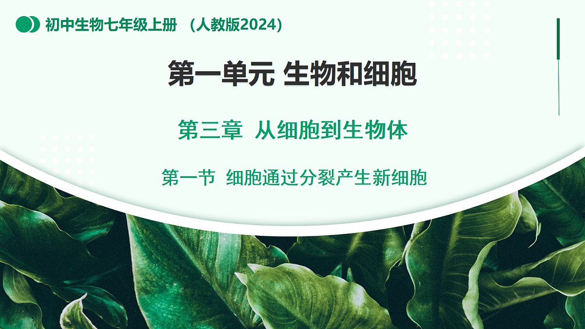1.3.1 细胞通过分裂产生新细胞 - 初中生物七年级上册 同步教学课件(人教版2024)第1页