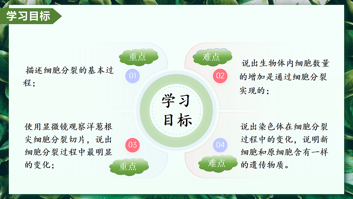 1.3.1 细胞通过分裂产生新细胞 - 初中生物七年级上册 同步教学课件(人教版2024)第2页