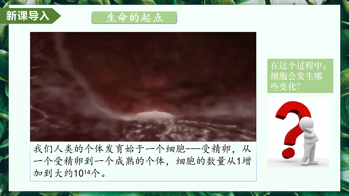 1.3.1 细胞通过分裂产生新细胞 - 初中生物七年级上册 同步教学课件(人教版2024)第4页