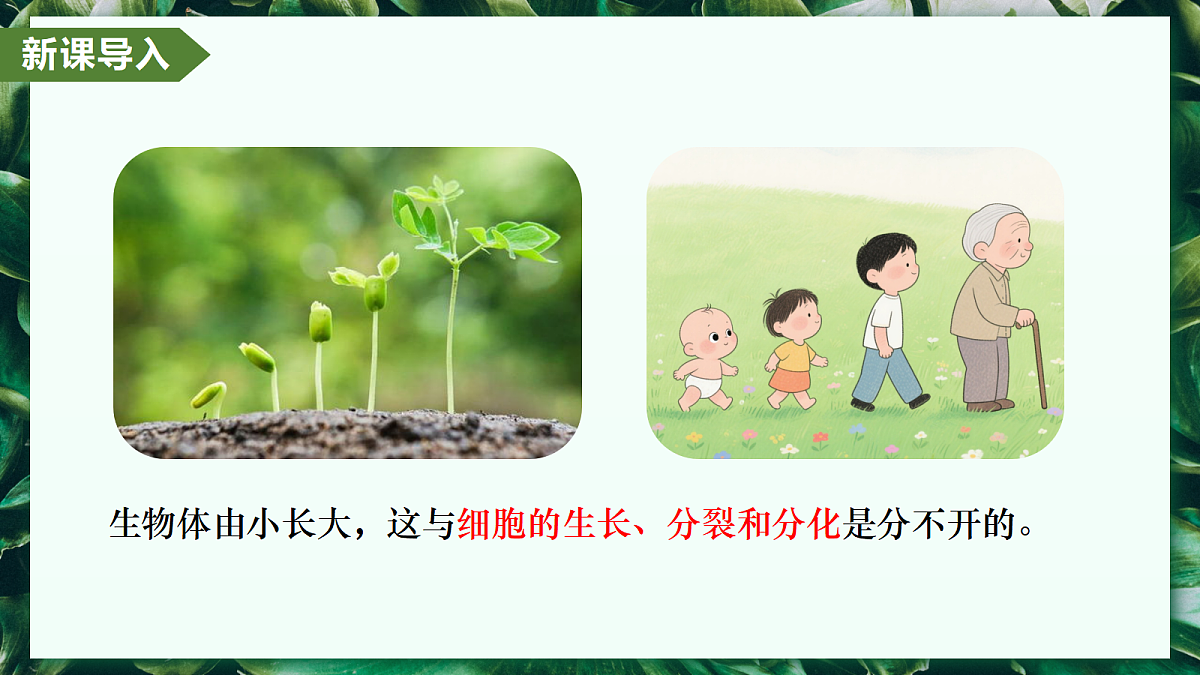 1.3.1 细胞通过分裂产生新细胞 - 初中生物七年级上册 同步教学课件(人教版2024)第5页