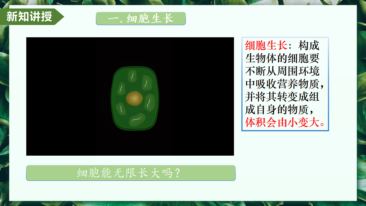 1.3.1 细胞通过分裂产生新细胞 - 初中生物七年级上册 同步教学课件(人教版2024)第6页