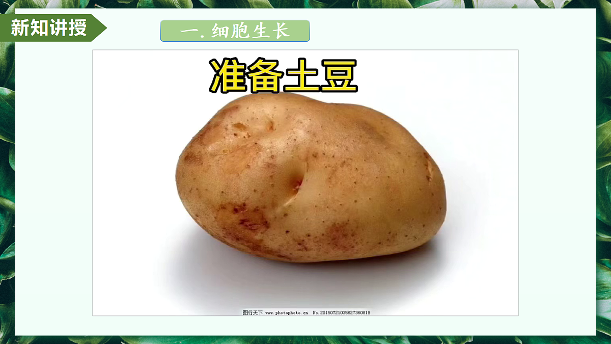 1.3.1 细胞通过分裂产生新细胞 - 初中生物七年级上册 同步教学课件(人教版2024)第7页