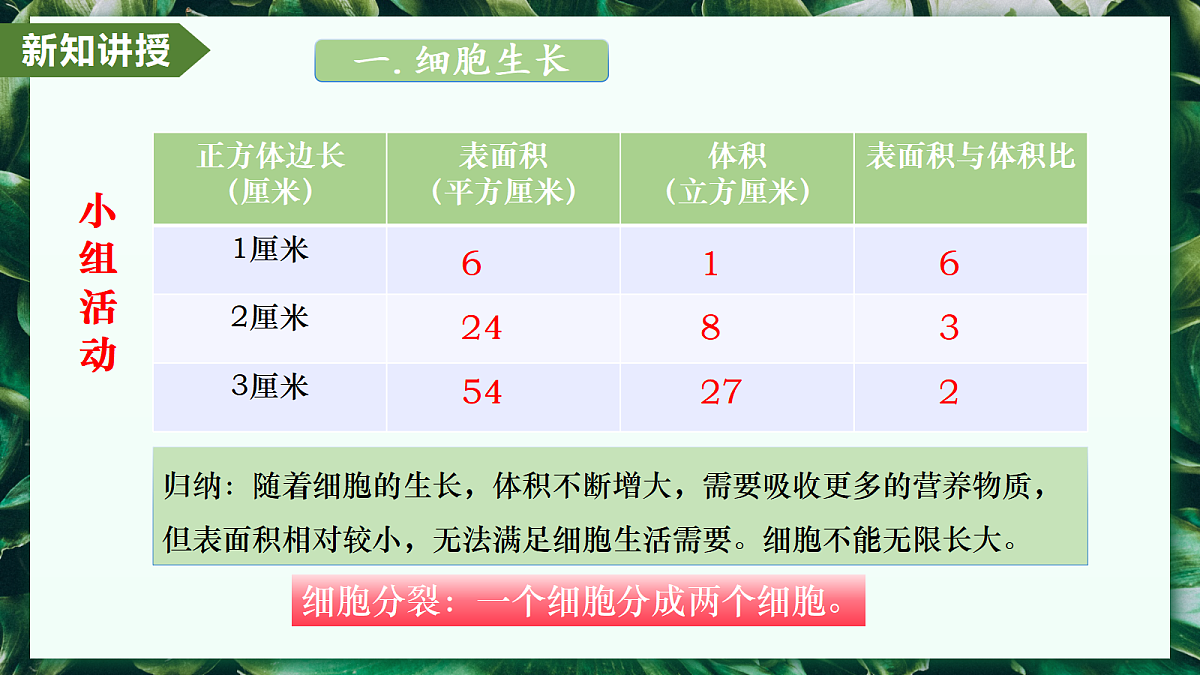 1.3.1 细胞通过分裂产生新细胞 - 初中生物七年级上册 同步教学课件(人教版2024)第8页