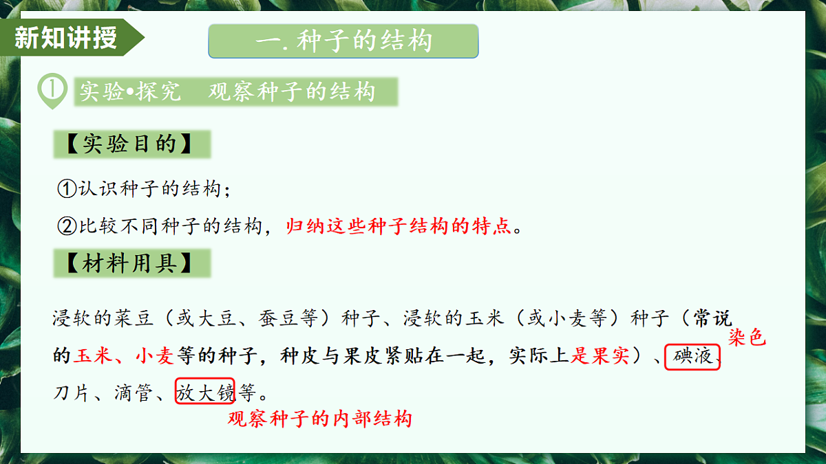 2.1.2 种子植物 - 初中生物七年级上册 同步教学课件(人教版2024)第5页