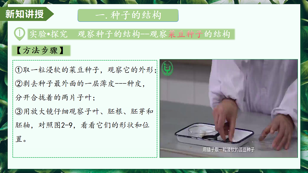 2.1.2 种子植物 - 初中生物七年级上册 同步教学课件(人教版2024)第6页