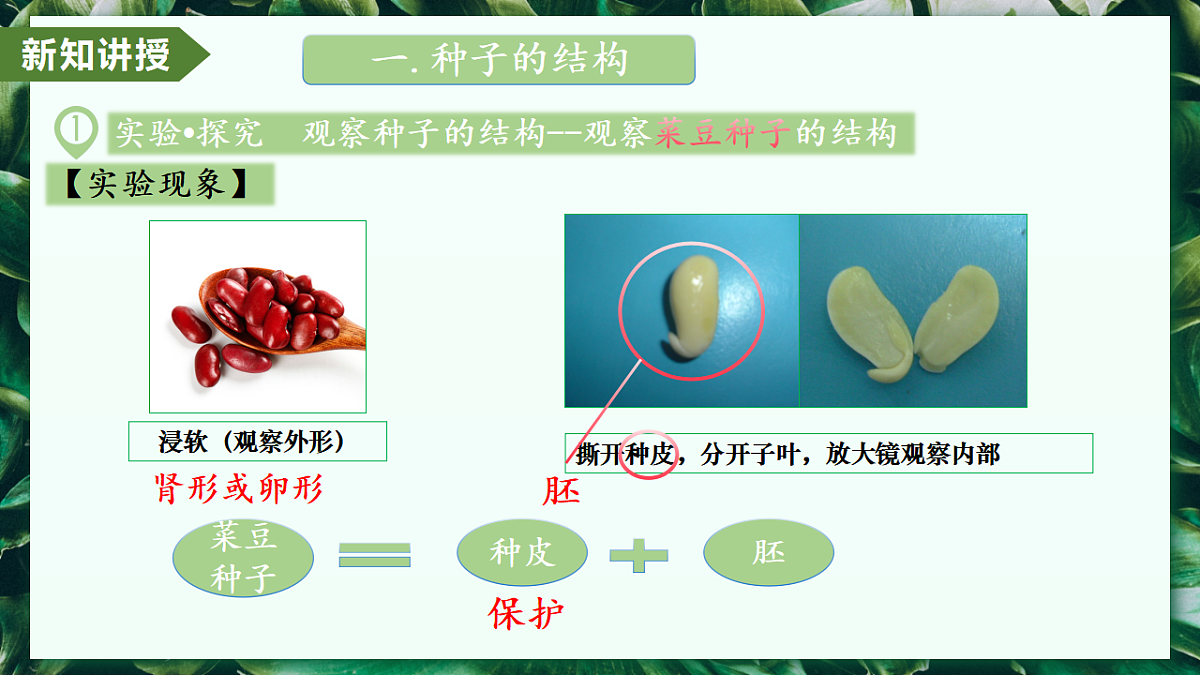 2.1.2 种子植物 - 初中生物七年级上册 同步教学课件(人教版2024)第7页