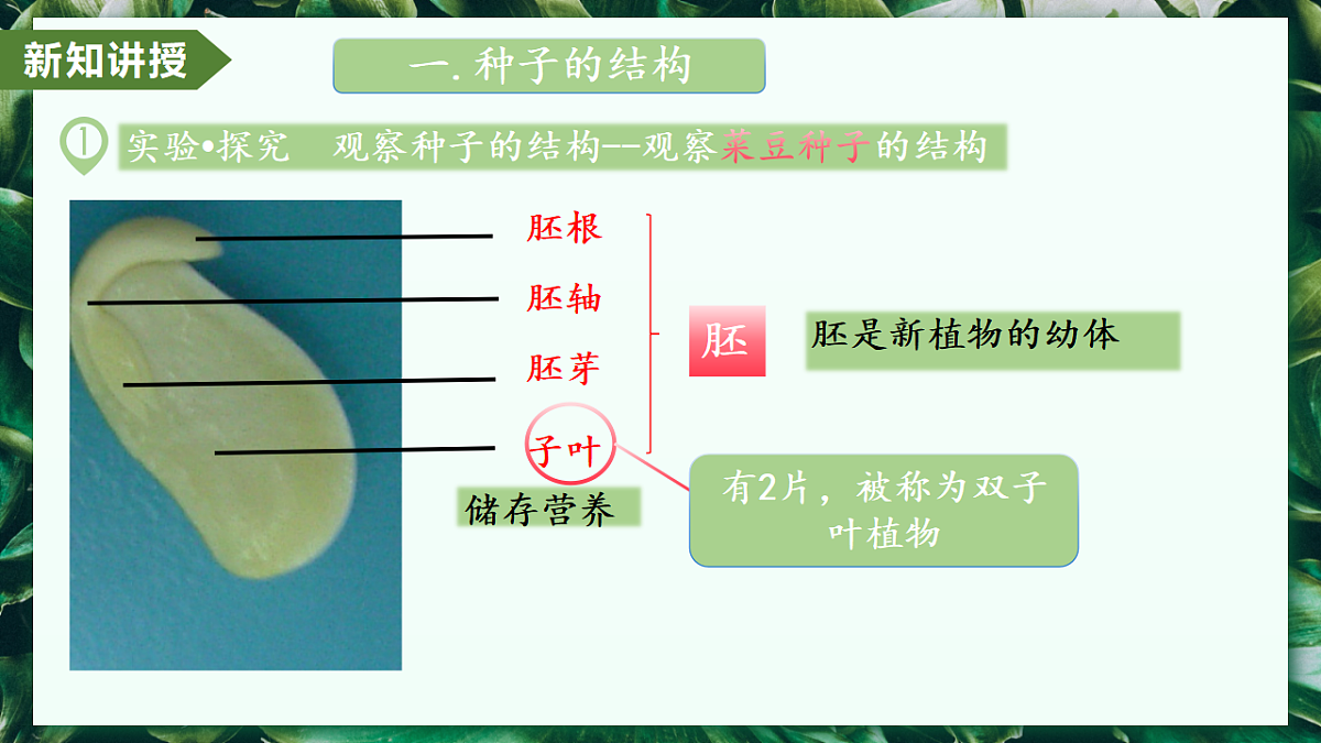 2.1.2 种子植物 - 初中生物七年级上册 同步教学课件(人教版2024)第8页