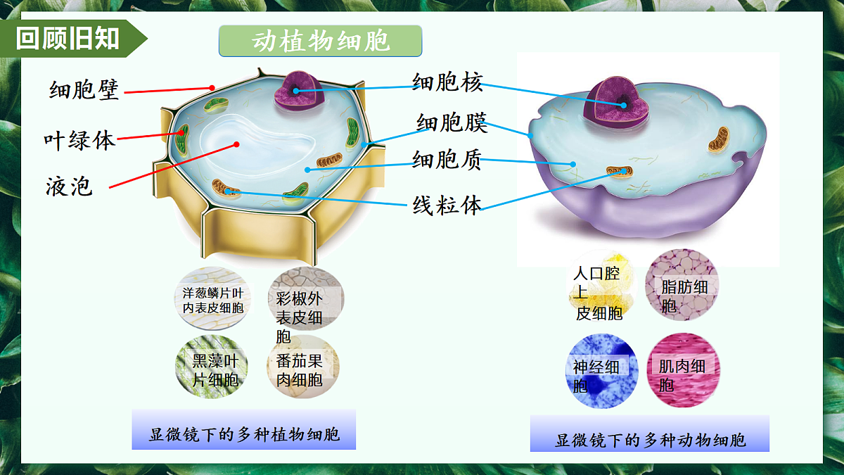 第一单元 第三章 综合实践项目 制作细胞模型 - 初中生物七年级上册 同步教学课件(人教版2024)第6页
