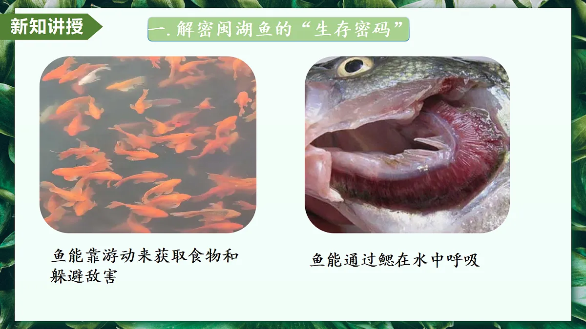 2.2.2 脊椎动物 第1课时 鱼 - 初中生物七年级上册 同步教学课件(人教版2024)第5页
