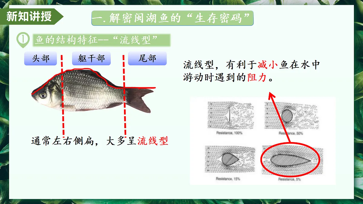 2.2.2 脊椎动物 第1课时 鱼 - 初中生物七年级上册 同步教学课件(人教版2024)第6页