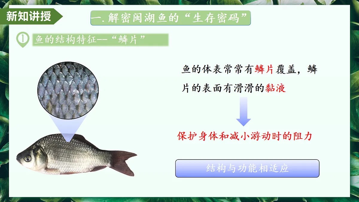 2.2.2 脊椎动物 第1课时 鱼 - 初中生物七年级上册 同步教学课件(人教版2024)第7页