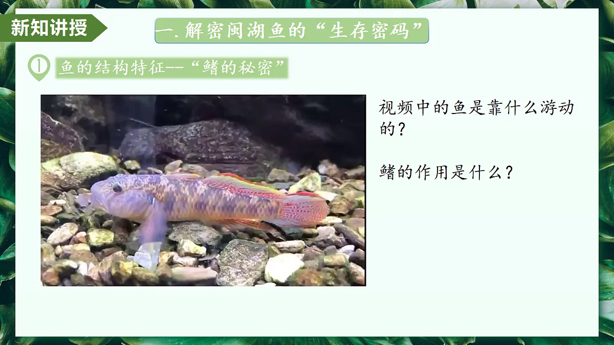 2.2.2 脊椎动物 第1课时 鱼 - 初中生物七年级上册 同步教学课件(人教版2024)第8页