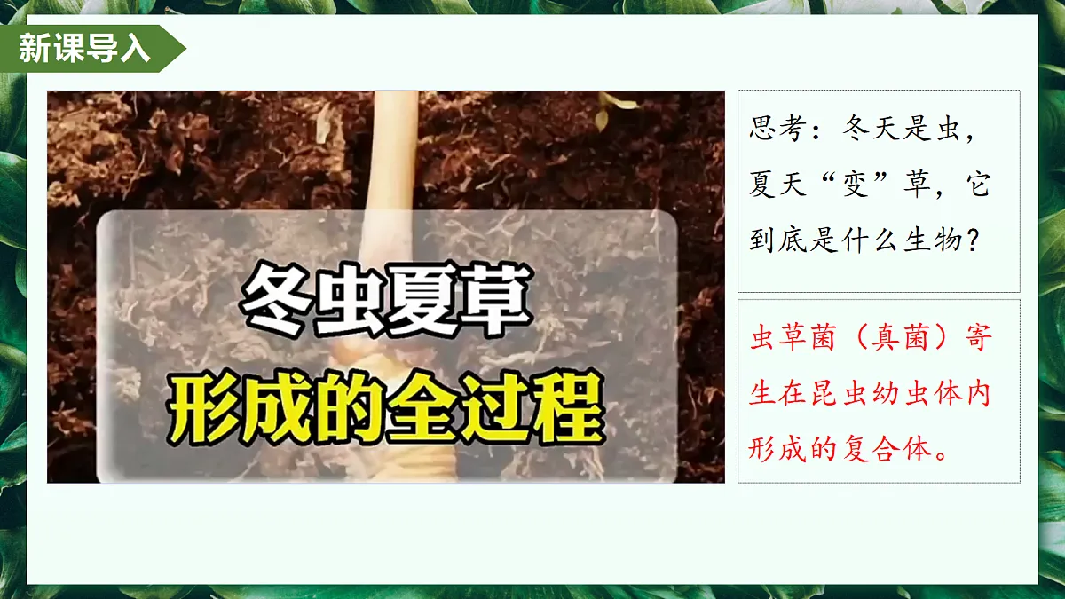 2.3.3 真菌 - 初中生物七年级上册 同步教学课件(人教版2024)第4页