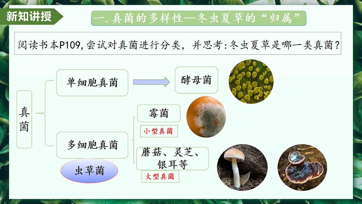2.3.3 真菌 - 初中生物七年级上册 同步教学课件(人教版2024)第5页
