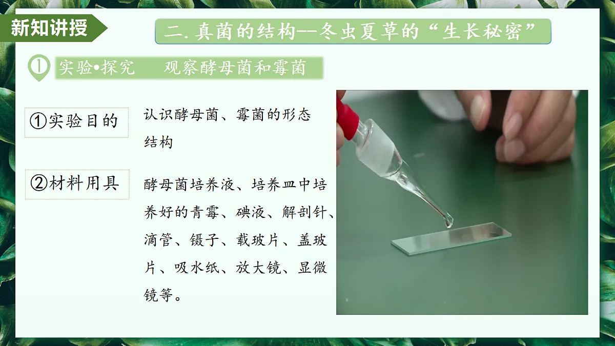 2.3.3 真菌 - 初中生物七年级上册 同步教学课件(人教版2024)第6页
