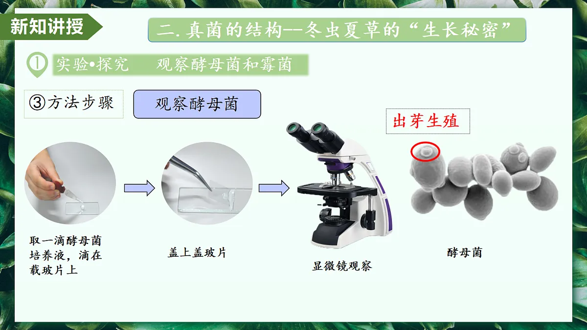 2.3.3 真菌 - 初中生物七年级上册 同步教学课件(人教版2024)第7页