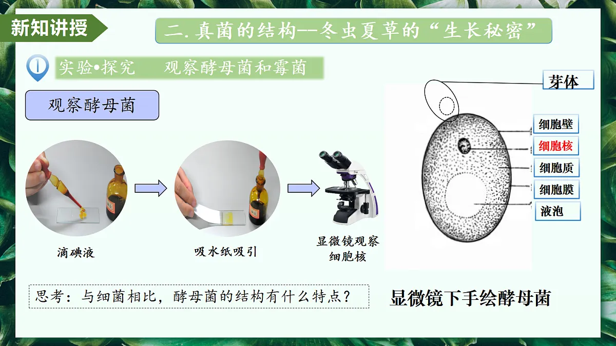 2.3.3 真菌 - 初中生物七年级上册 同步教学课件(人教版2024)第8页
