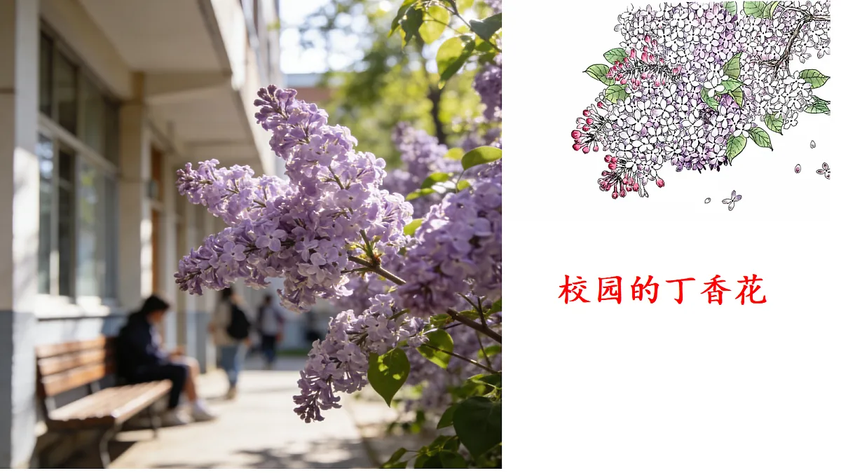 3《丁香结》教学课件第3页