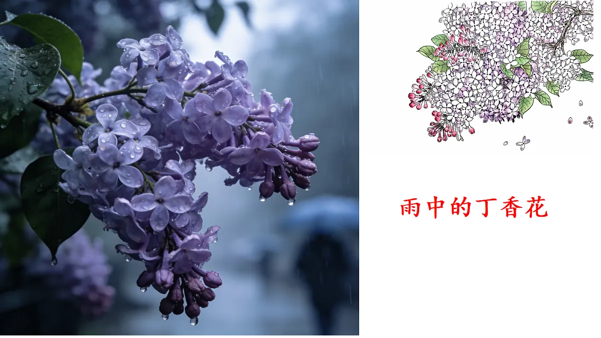 3《丁香结》教学课件第4页