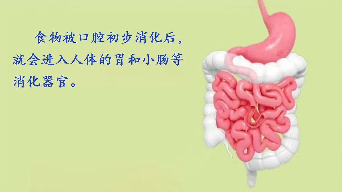 2.6《胃和小肠里的消化》教学课件第2页