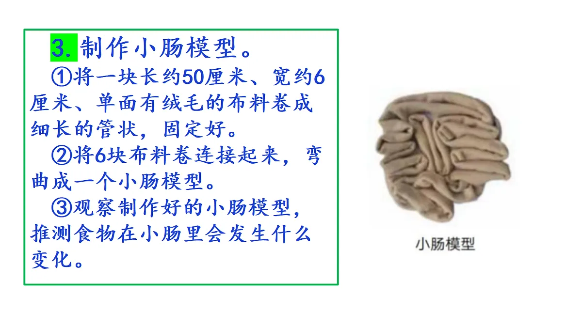 2.6《胃和小肠里的消化》教学课件第8页