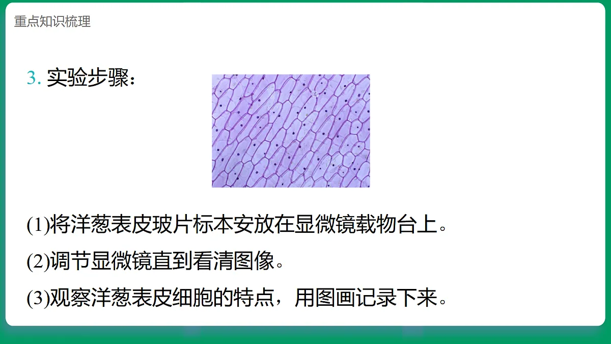 1.5 观察细胞 课堂重点知识笔记课件第6页