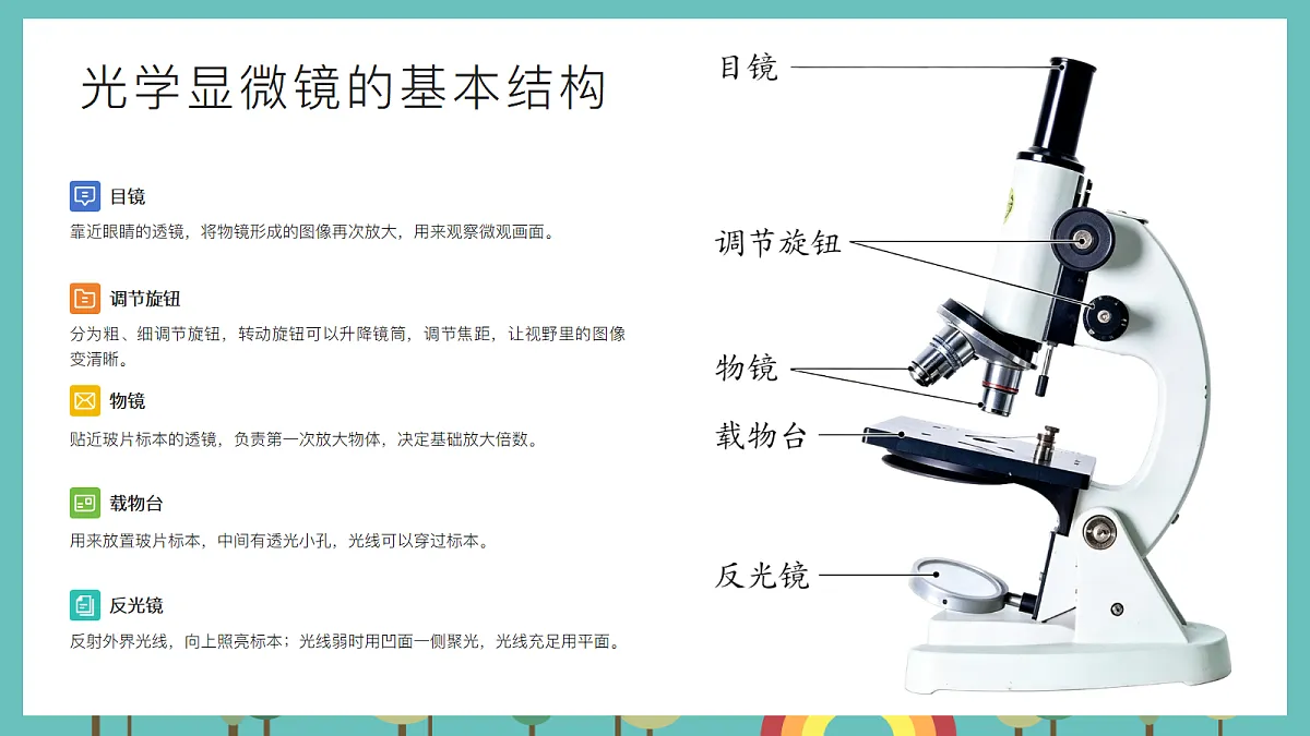 1.4 用光学显微镜观察 - 小学科学五级上册 同步教学课件(教科版2024)第4页