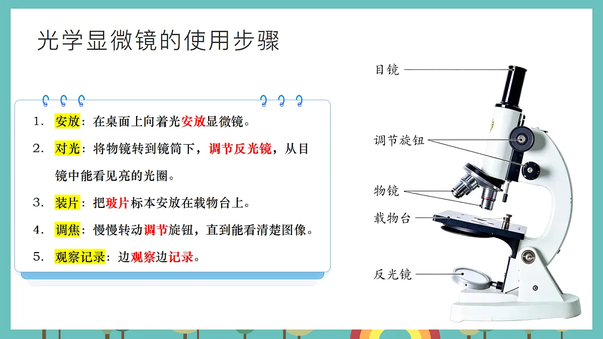 1.4 用光学显微镜观察 - 小学科学五级上册 同步教学课件(教科版2024)第5页