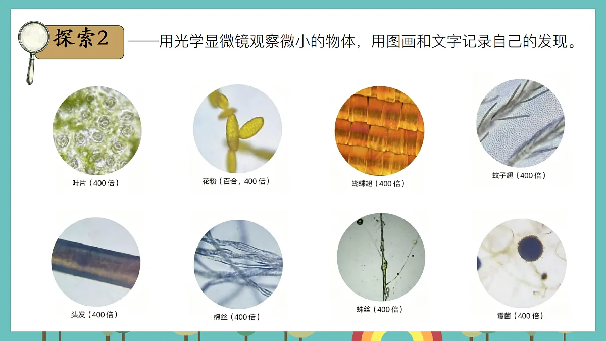 1.4 用光学显微镜观察 - 小学科学五级上册 同步教学课件(教科版2024)第7页