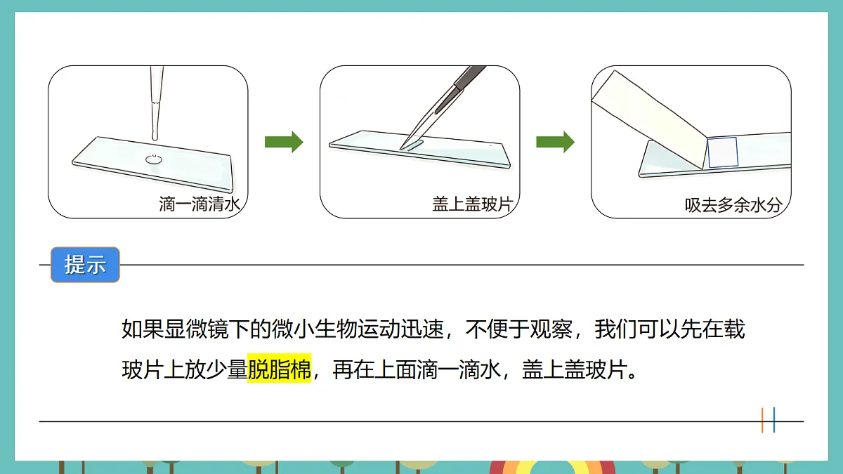 1.6 观察水中的微小生物 - 小学科学五级上册 同步教学课件(教科版2024)第5页
