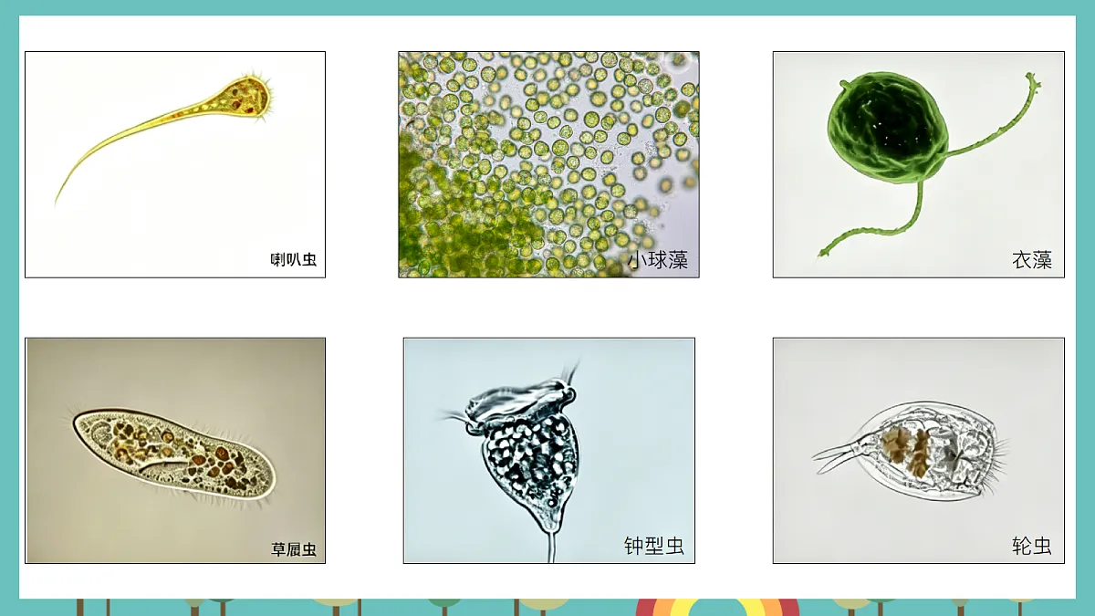 1.6 观察水中的微小生物 - 小学科学五级上册 同步教学课件(教科版2024)第8页