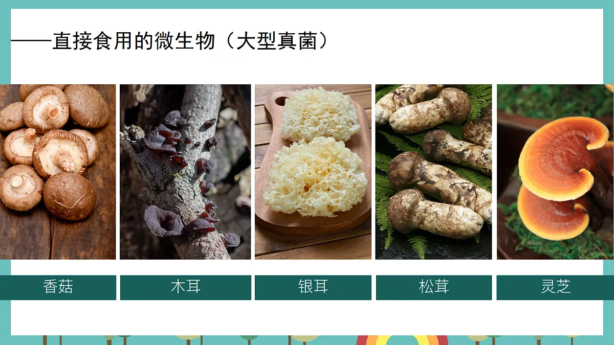 1.7 微生物与人类 - 小学科学五级上册 同步教学课件(教科版2024)第7页