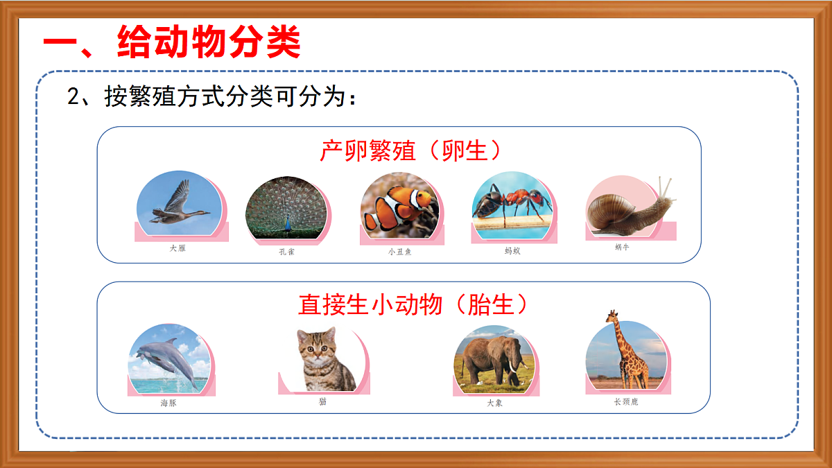苏教版小学科学四年级上册第一单元《1 给动物分类 》课件第6页