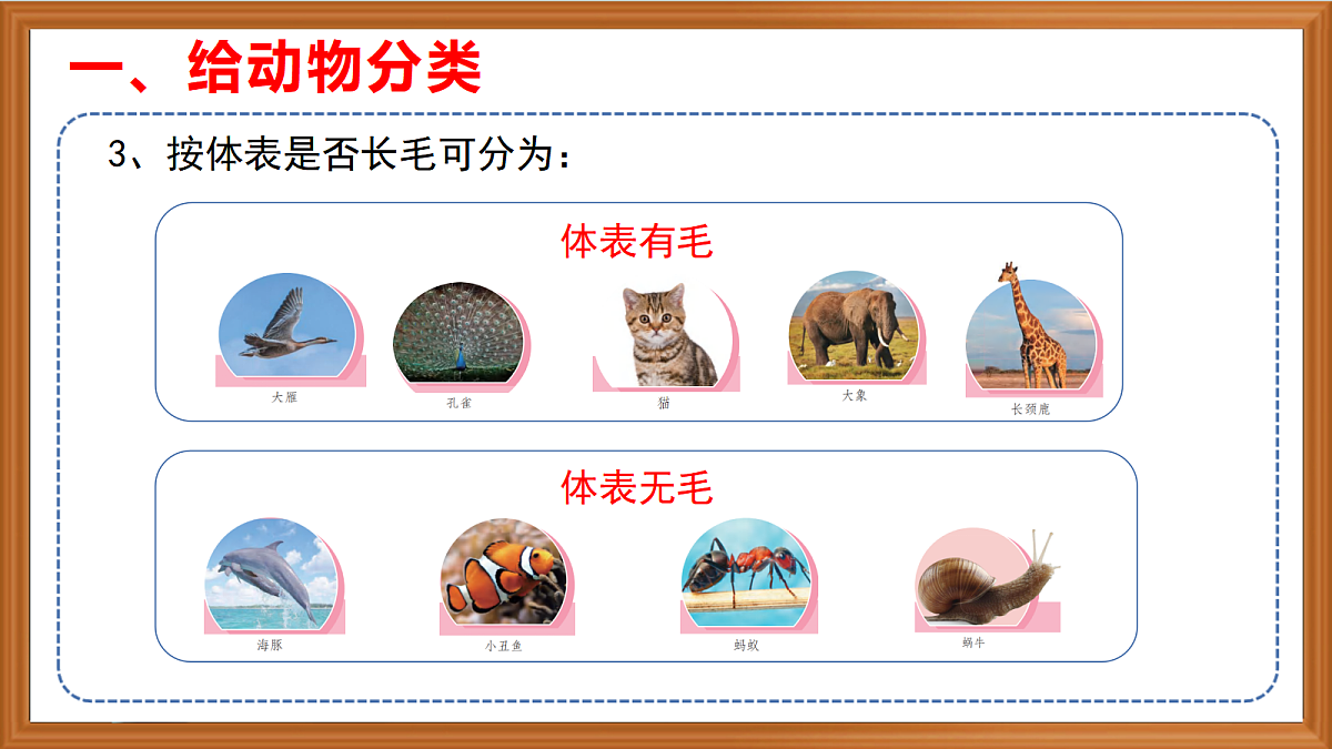 苏教版小学科学四年级上册第一单元《1 给动物分类 》课件第7页