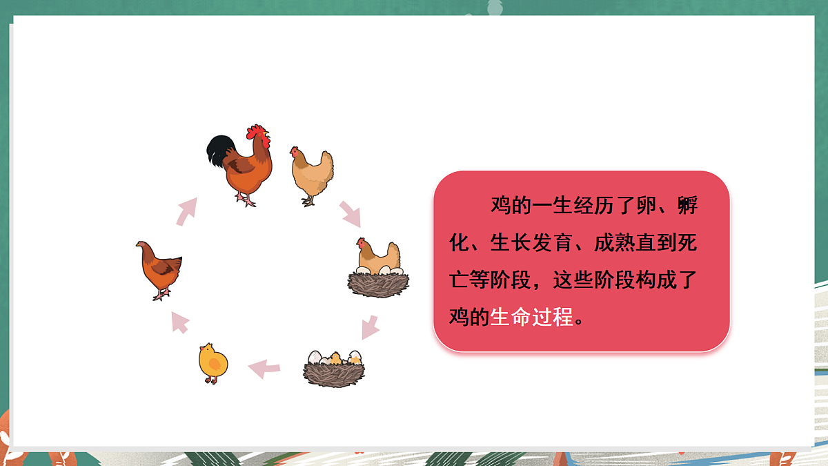 3.5 动物的一生(教学课件)科学大象版三年级上册(新教材)第6页