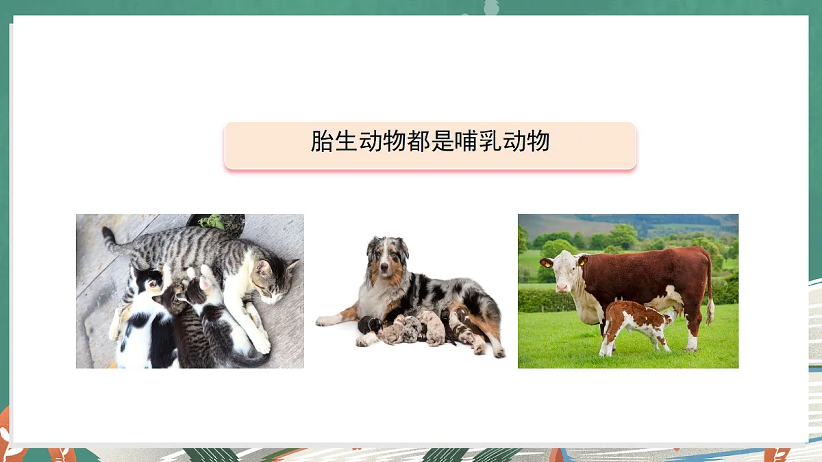 3.4 昆虫和鱼类(教学课件)科学大象版三年级上册(新教材)第5页