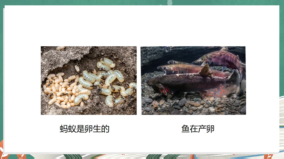 3.4 昆虫和鱼类(教学课件)科学大象版三年级上册(新教材)第7页