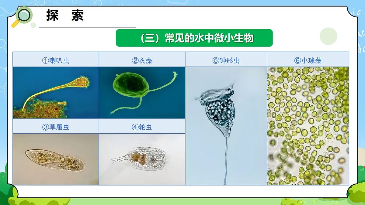 1.6 《观察水中的微小生物》 - 小学科学五年级上册 同步教学课件(教科版2024)第8页