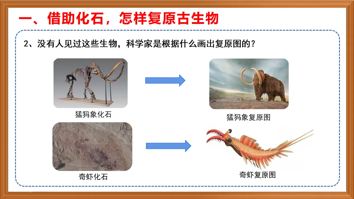 苏教版小学科学六年级上册第二单元《8 用化石作为证据》课件、视频、作业设计第5页