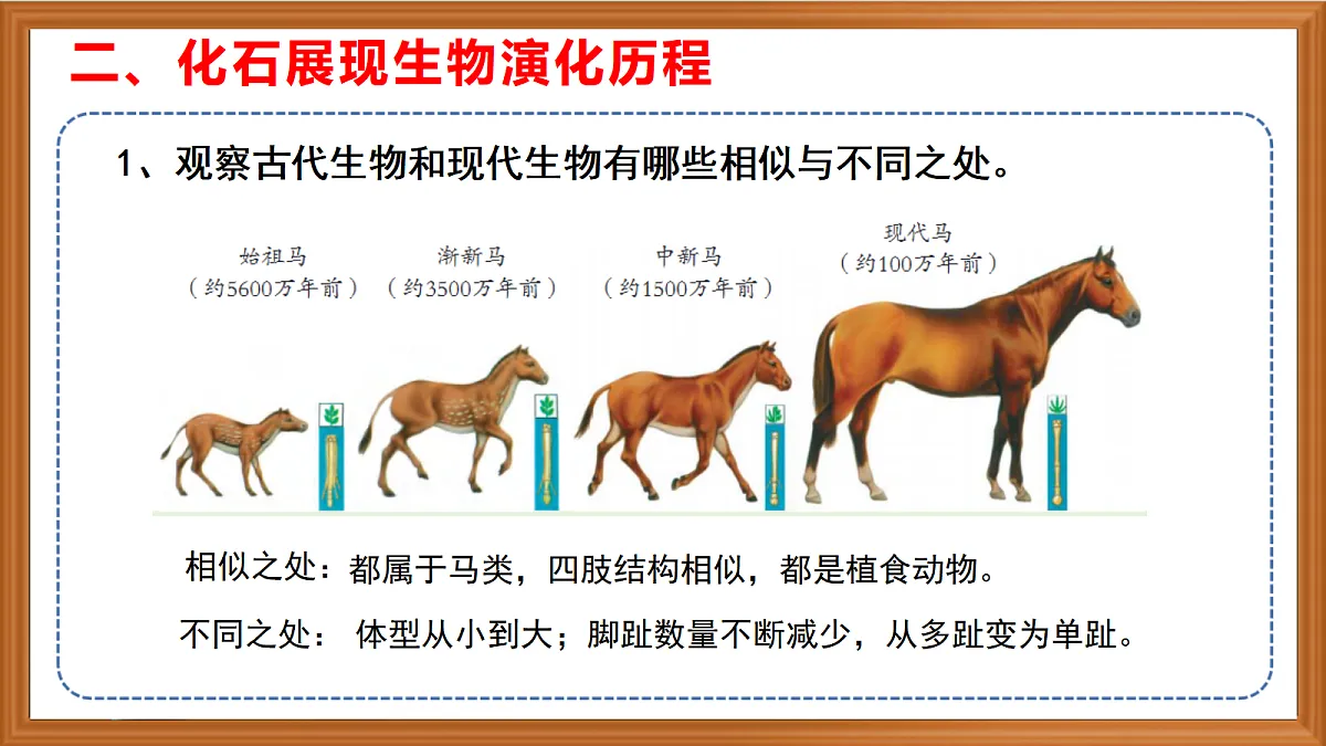 苏教版小学科学六年级上册第二单元《8 用化石作为证据》课件、视频、作业设计第8页